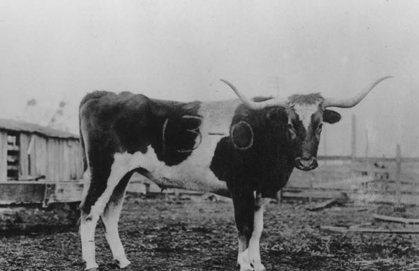 texas longhorns mascot. for the Texas Longhorns.