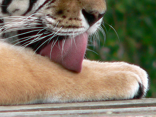 tiger licking
