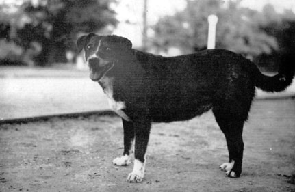 Aggie Reveille