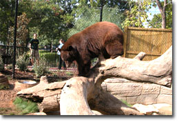 Bear in habitat