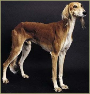 Southern Illinois Salukis Color Codes Color Codes In Hex, Rgb