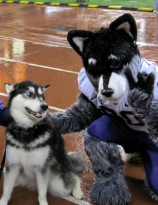 Mascot Monday: Harry the Husky with Dubs | KC College Gameday